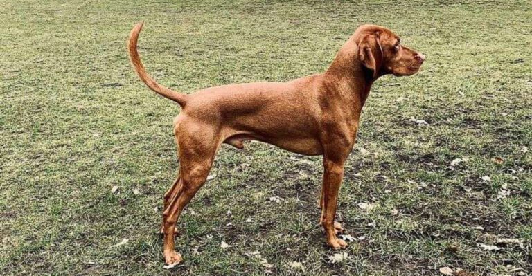 This Dog Cant Handle Chaos Confessions Are Increasing 13 Breeds Mentioned Most dog news