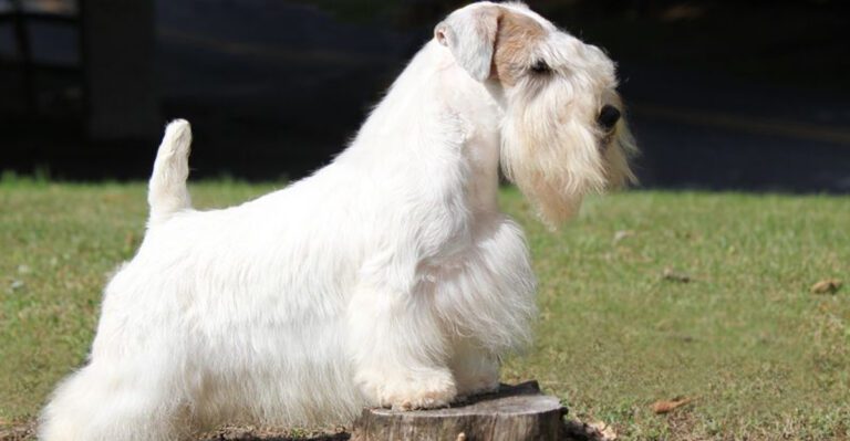 This Dog Doesnt Forgive Mistakes Is A Phrase Triggering Fights 14 Breeds Named dog news