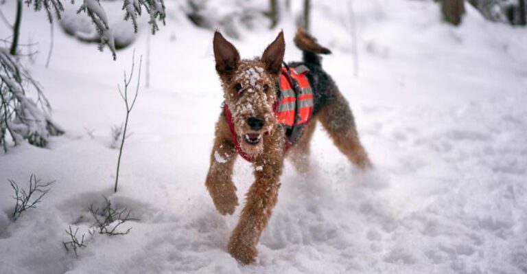 This Dog Needs A Job Or It Breaks Threads Are Spiking Again – 13 Breeds People Argue About Most dog news