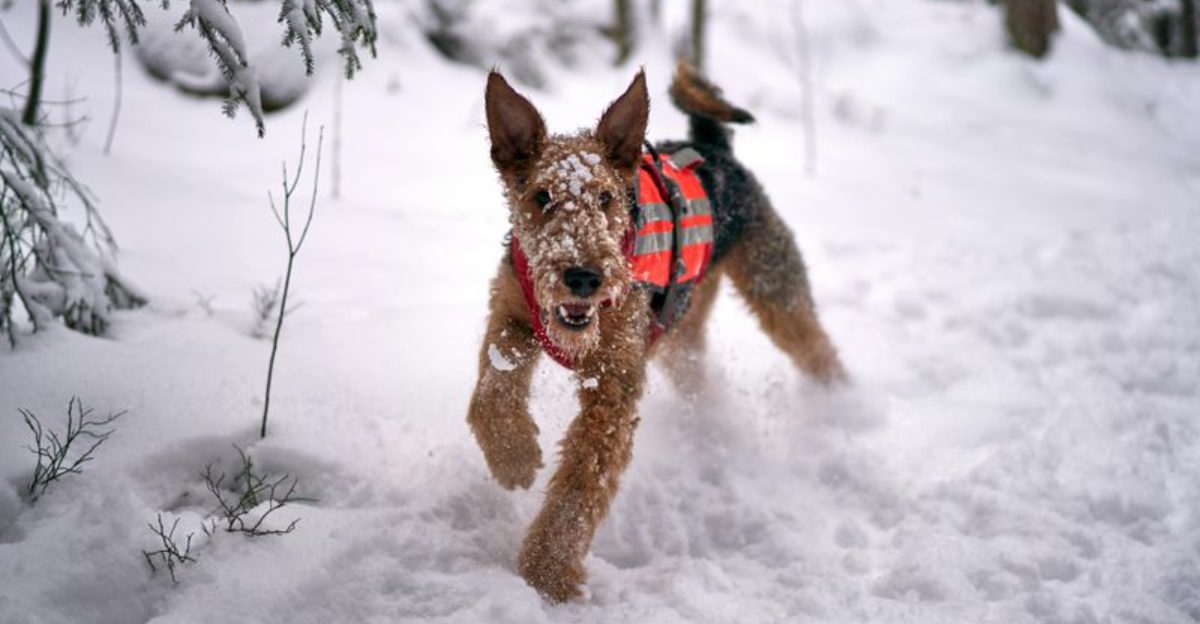 This Dog Needs A Job Or It Breaks Threads Are Spiking Again – 13 Breeds People Argue About Most