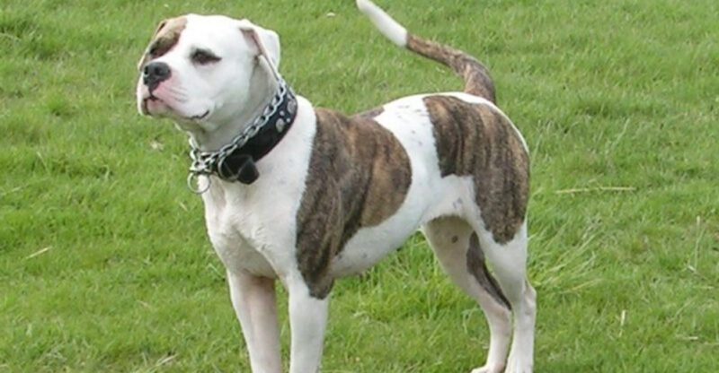 This Dog Wasnt Abused Is The Sentence Breaking Rescue Groups Right Now 14 Breeds Always Named