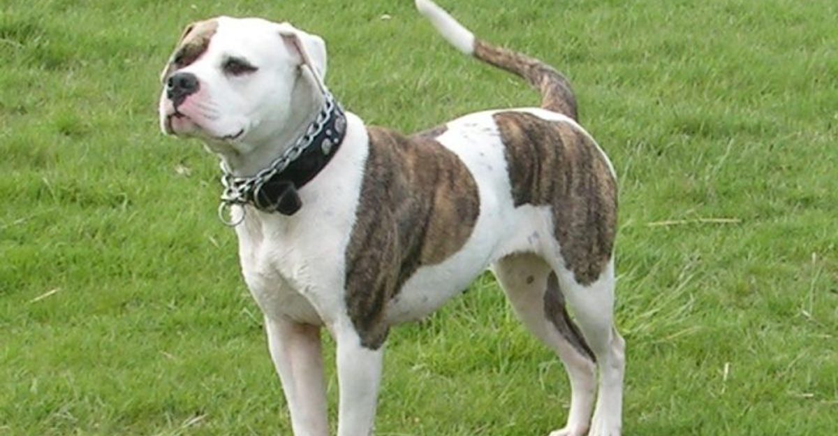 “This Dog Wasn’t Abused” Is The Sentence Breaking Rescue Groups Right Now – 14 Breeds Always Named