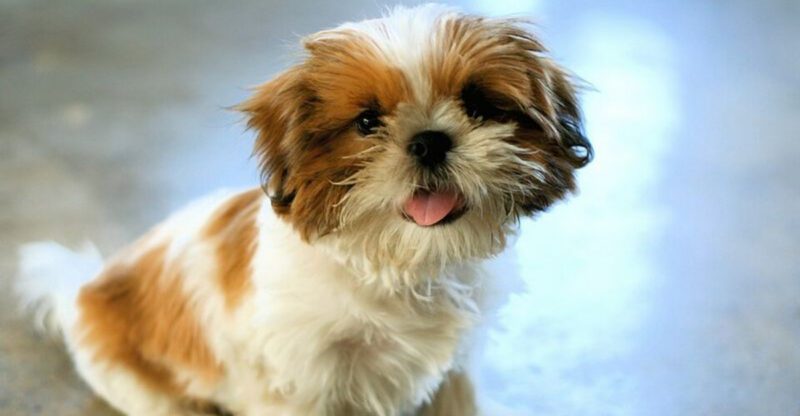 Tick Pills And Seizure Stories Wont Stop 12 Breeds Owners Mention Most In Isoxazoline Threads