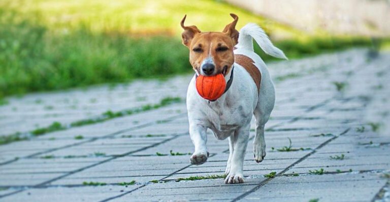 Too Much Play Can Backfire 12 Breeds That Get Worse When You Tire Them Out dog news