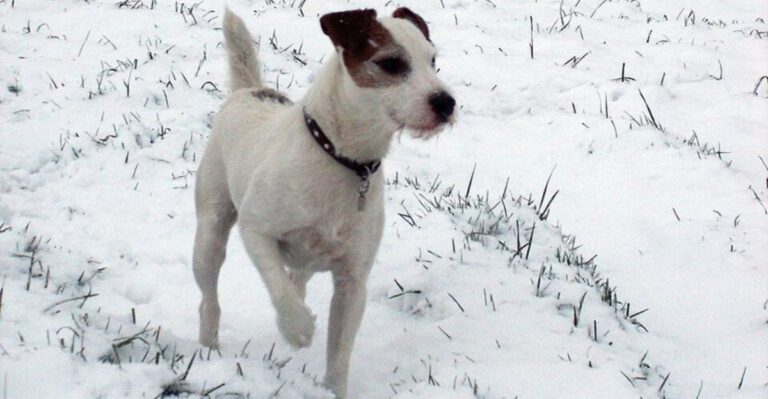 Trigger Stacking Is Everywhere Right Now 12 Breeds Owners Say Hit Their Limit Fast After Busy Days dog news