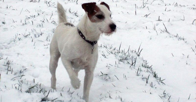 Trigger Stacking Is Everywhere Right Now 12 Breeds Owners Say Hit Their Limit Fast After Busy Days