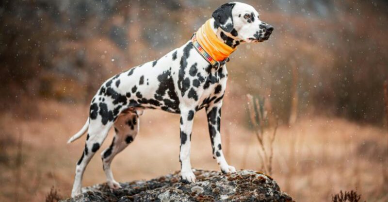 We Chose The Wrong Breed Confessions Are Going Viral – 14 Dogs Owners Admit They Underestimated