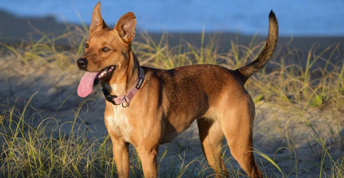 We Followed Every Rule And Still Failed Threads Are Surging 13 Breeds Named Most