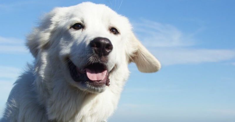 When a Dog Stops Jumping Its Not Getting Older 12 Breeds That Hide Joint Pain