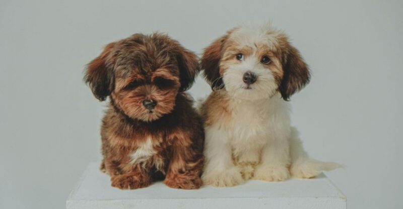 Which of these 20 Dog Breeds Are the Smartest Heres What Experts Say