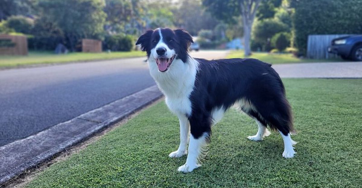 Why Everyone Suddenly Thinks Their Dog Has ADHD 15 Breeds That Get Called Too Much Online