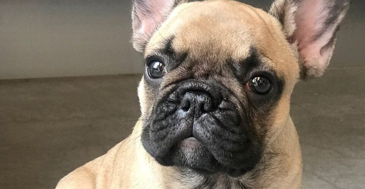 Your Dog Is Manipulating You Claims Are Making People Rage – 13 Breeds Always Mentioned