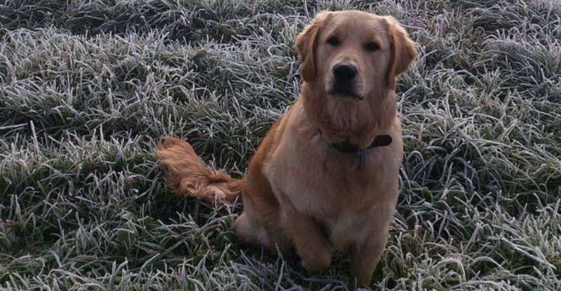 Your Dog Is Not Friendly Its Pushy Takes Are Going Viral – 13 Breeds Spark The Most Anger