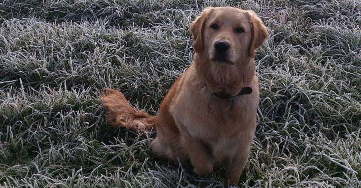 Your Dog Is Not Friendly Its Pushy Takes Are Going Viral – 13 Breeds Spark The Most Anger