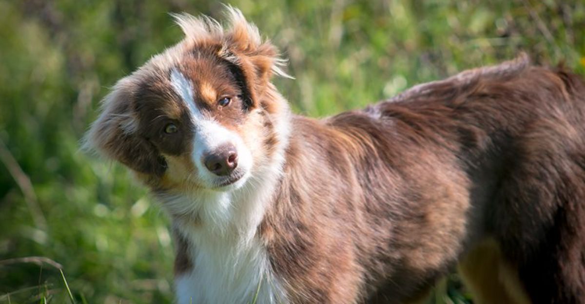 Your Dog Is Not High Energy Its Under Controlled Is Triggering Owners 13 Breeds Named Most