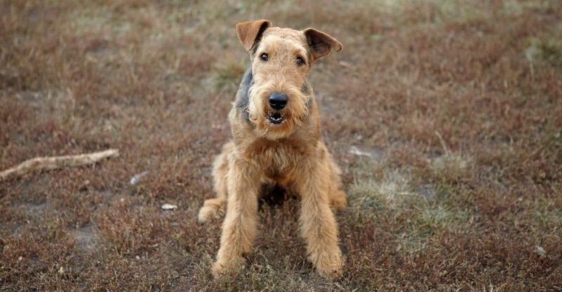 Your Dog Is Overstimulated Not Energetic Claims Are Starting Wars – 14 Breeds Mentioned