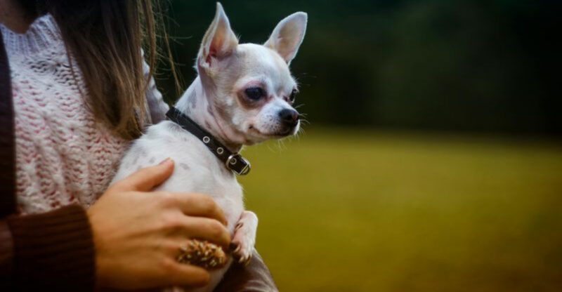 Your Dog Is Reactive Because You Talk Too Much Posts Are Going Viral – 14 Breeds Named