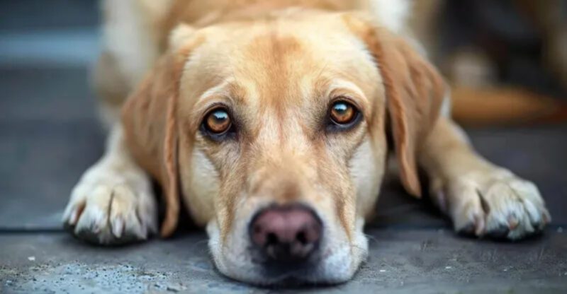 10 behavior signs that show your dog is far more observant than people realize