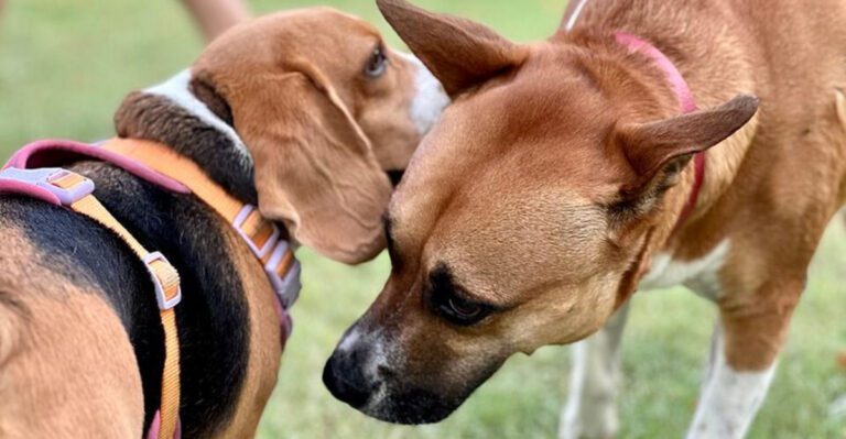 10 interesting facts about dog behavior that explain a lot of their weird habits dog news