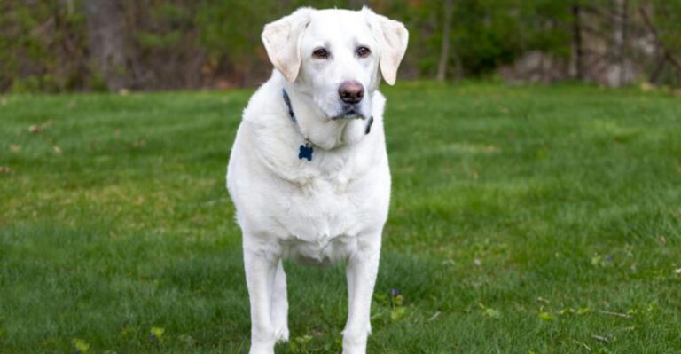 10 overly friendly dog breeds that welcome strangers and 10 protective breeds that guard your home dog news