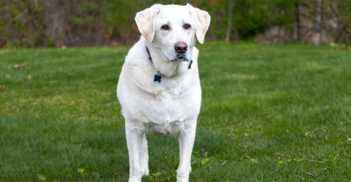 10 overly friendly dog breeds that welcome strangers and 10 protective breeds that guard your home