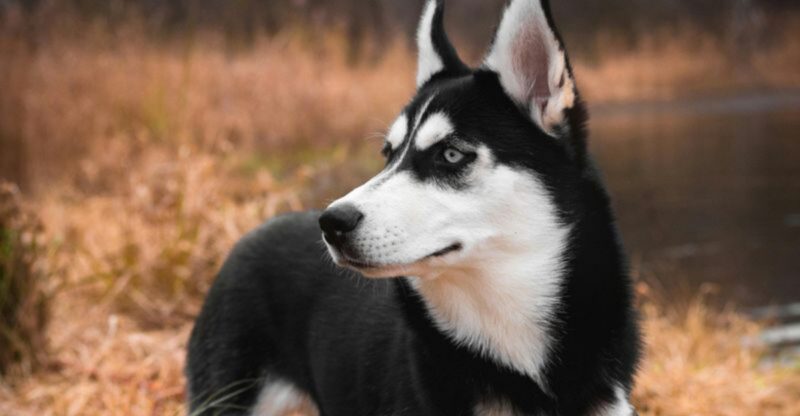 11 dog breeds people call stubborn when they are actually anxious