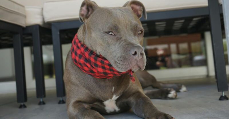 11 dog breeds that get overlooked in shelters for unfair reasons