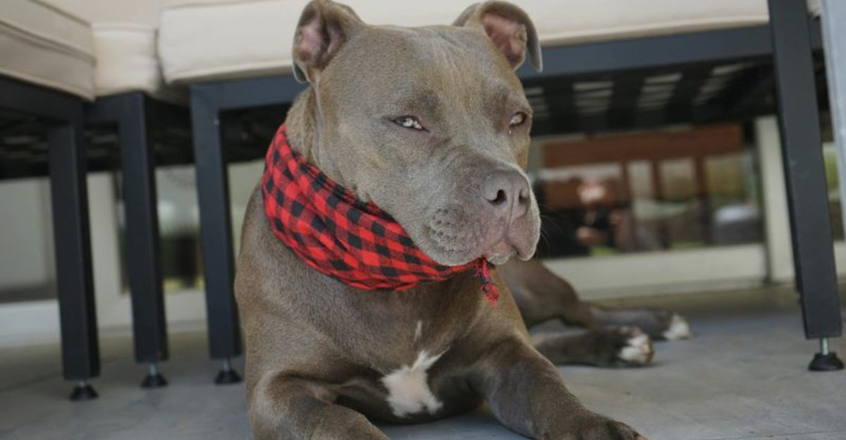 11 dog breeds that get overlooked in shelters for unfair reasons