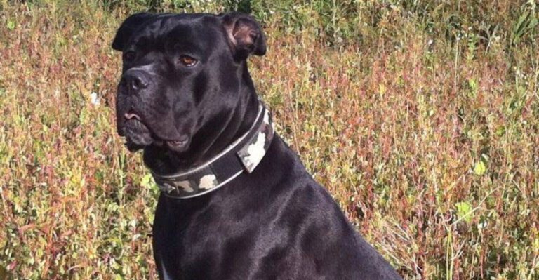 12 dog breeds that are too dangerous wild or demanding to be kept as pets dog news