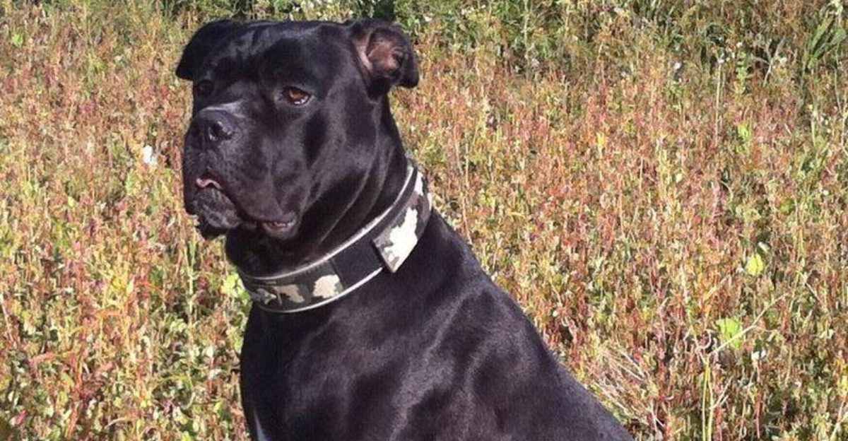 12 dog breeds that are too dangerous wild or demanding to be kept as pets