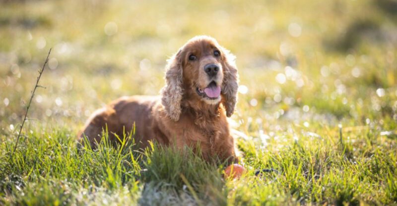 12 dog breeds that make road trips feel easier than they should