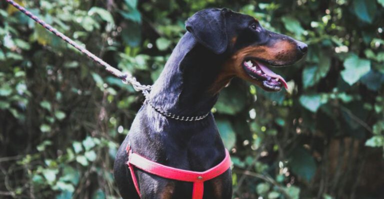 12 dog breeds that need early socialization to stay balanced dog news