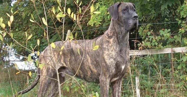 12 dog breeds that turn into loyal velcro dogs without being needy dog news