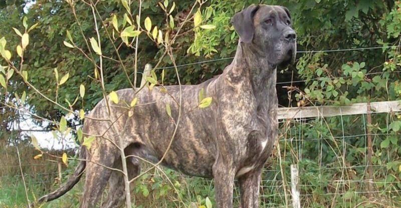 12 dog breeds that turn into loyal velcro dogs without being needy