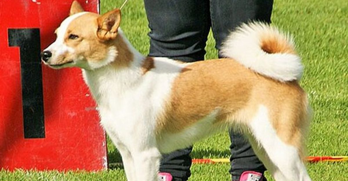 12 dog breeds whose popularity could jump after the 2026 recognition buzz