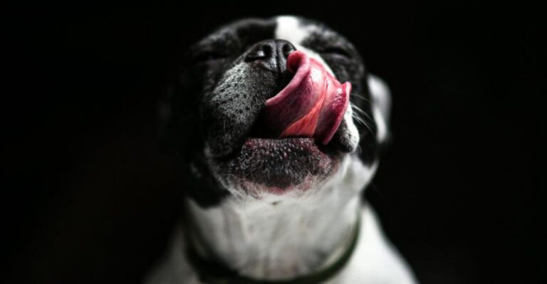 12 surprising signs your dogs behavior might not be normal dog news