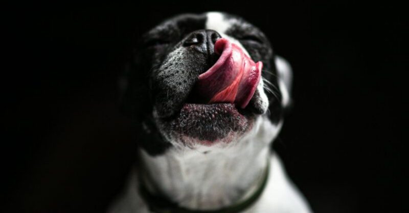 12 surprising signs your dog’s behavior might not be normal