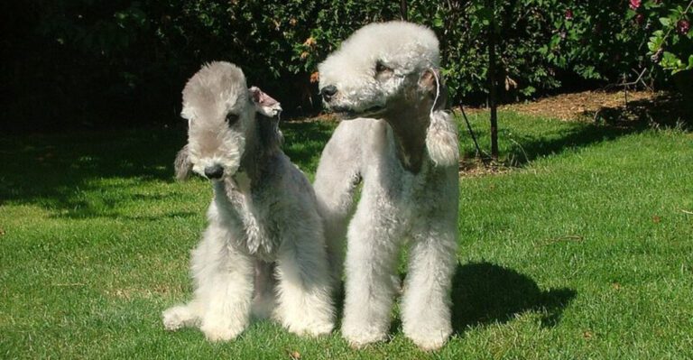 13 breeds that act different when youre on your phone too much dog news