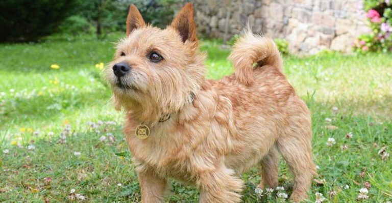 13 breeds that act like your laughter is the best reward dog news