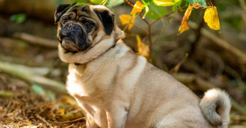 13 dog breeds that act fine in public but fall apart when alone