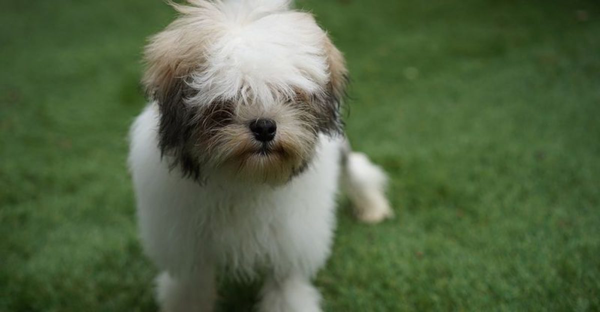 13 dog breeds that feel made for the post french bulldog era