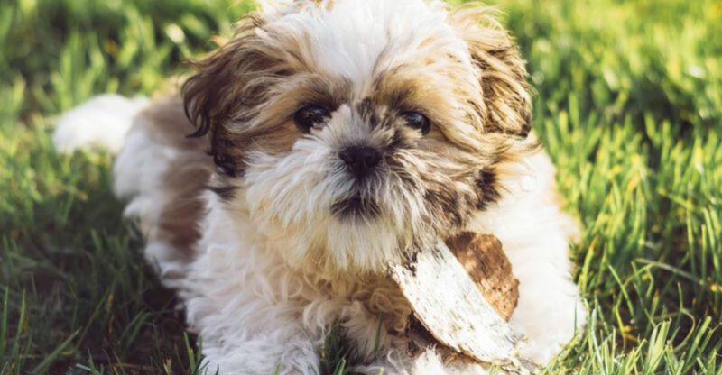13 dog breeds that never really outgrow their need to be close to you