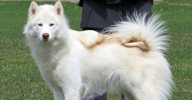 13 dogs that bond through shared outdoor routines dog news