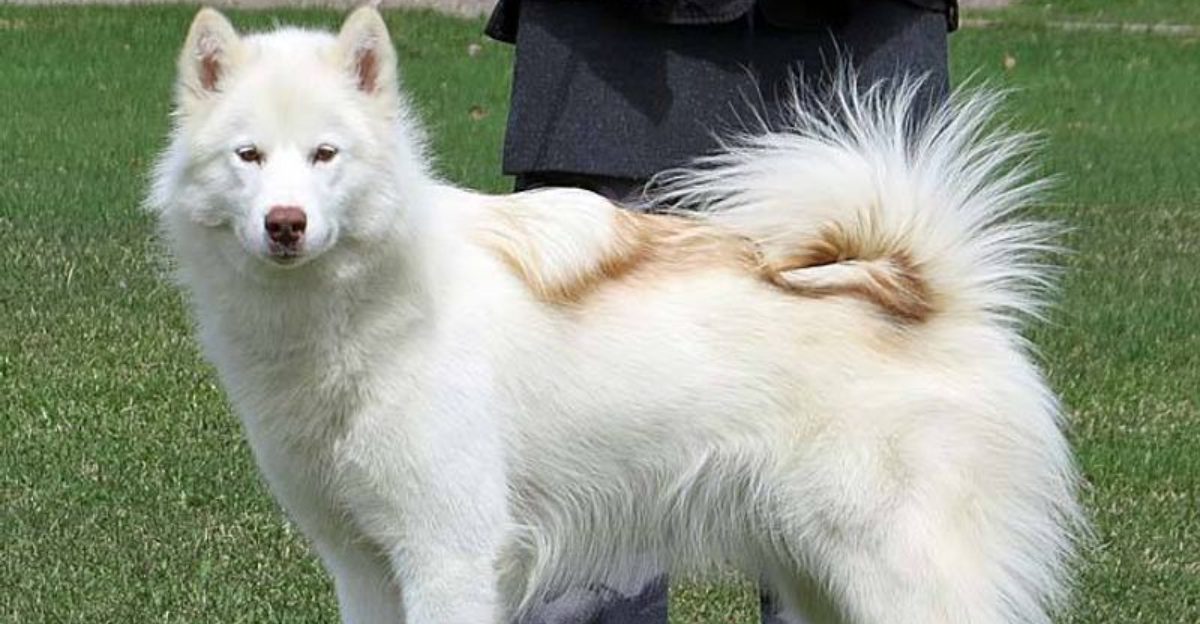 13 dogs that bond through shared outdoor routines