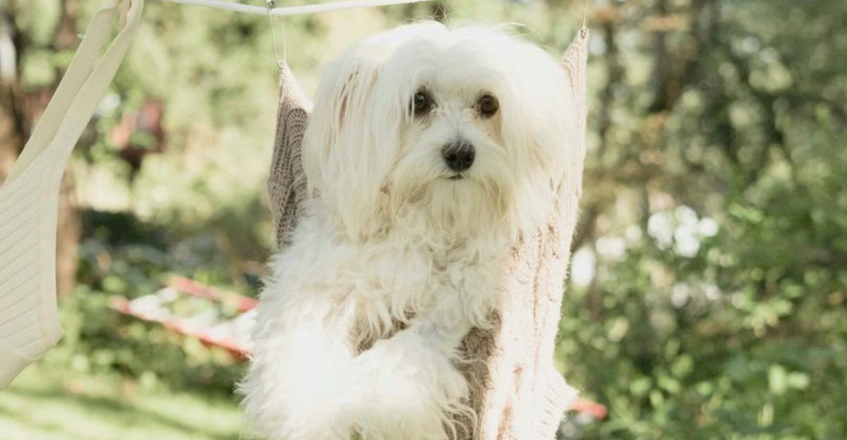 13 dogs that mirror your stress level more than you think