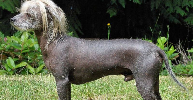 13 dogs that read their owners body language better than commands