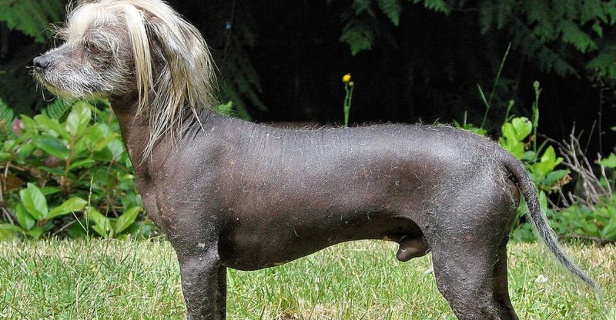 13 dogs that read their owner’s body language better than commands