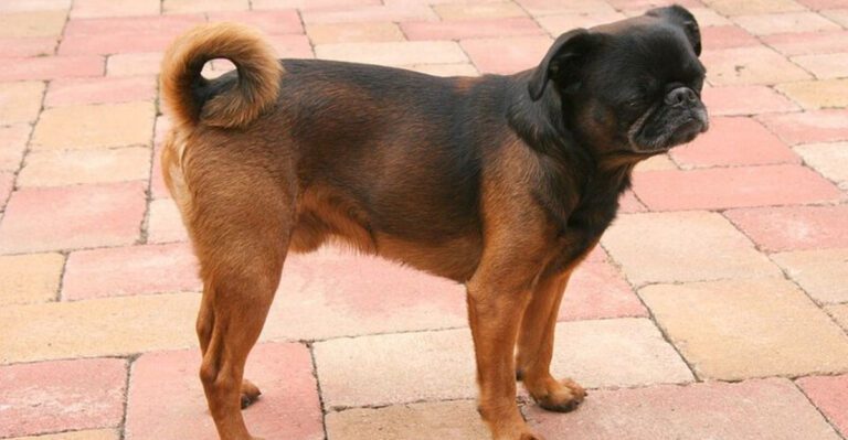 14 breeds that act like they can sense when youre about to leave dog news