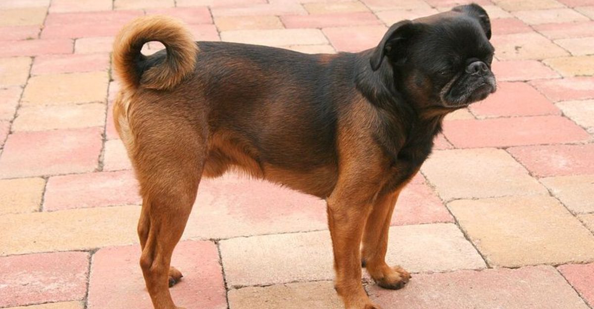 14 breeds that act like they can sense when youre about to leave