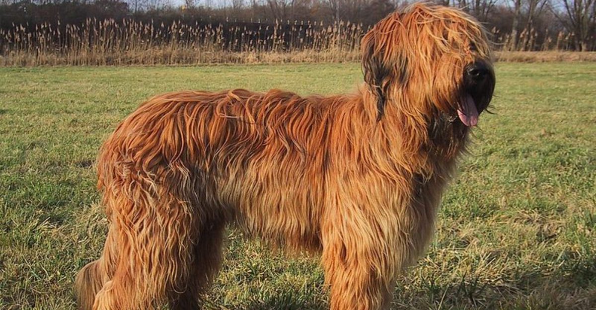 14 breeds that seem to watch your face first and the world second